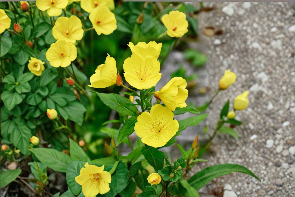 Evening Primrose Seeds – 200 Pack – Oenothera biennis – Night-Blooming Wildflower – Hardy Biennial for Pollinator Gardens