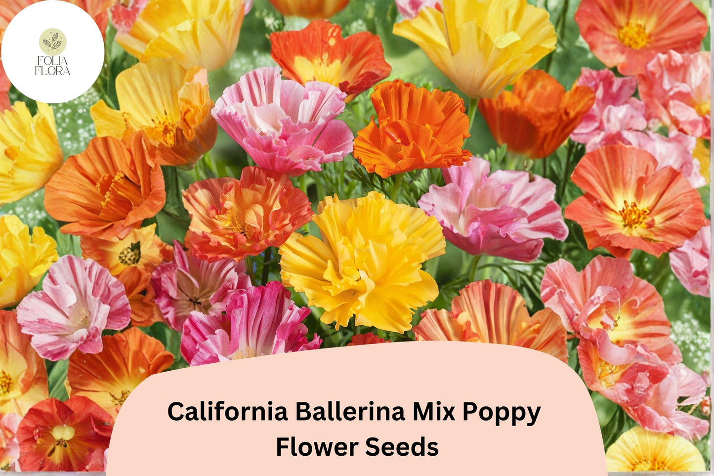 200+ California Ballerina Mix Poppy Seeds | Eschscholzia californica | Vibrant Mixed Color Blooms