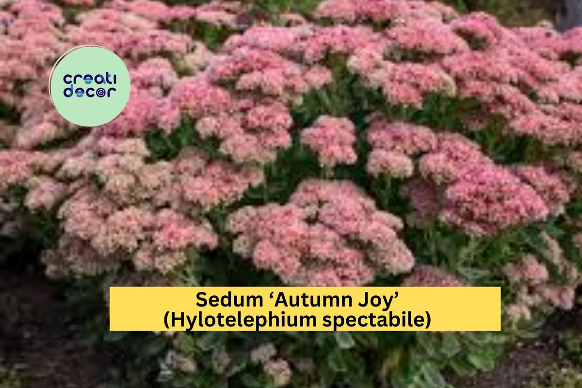 6 Sedum ‘Autumn Joy’ Bare Root Succulent Perennials with Pink Blooms, Hardy Drought-Tolerant Plants for Pollinator Gardens