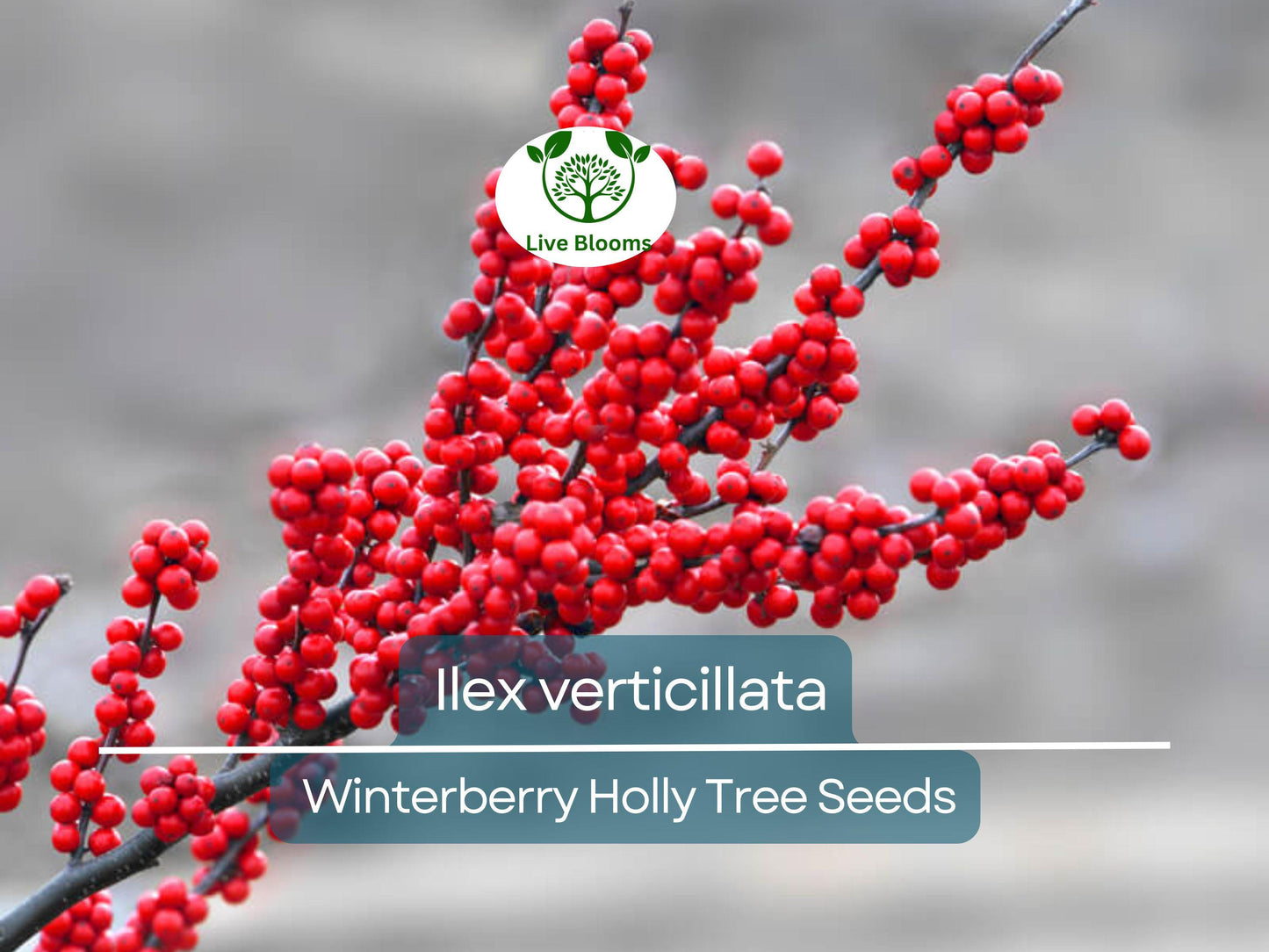 250 mg Ilex Verticillata Seeds - Winterberry Holly Shrub for Wildlife & Landscaping