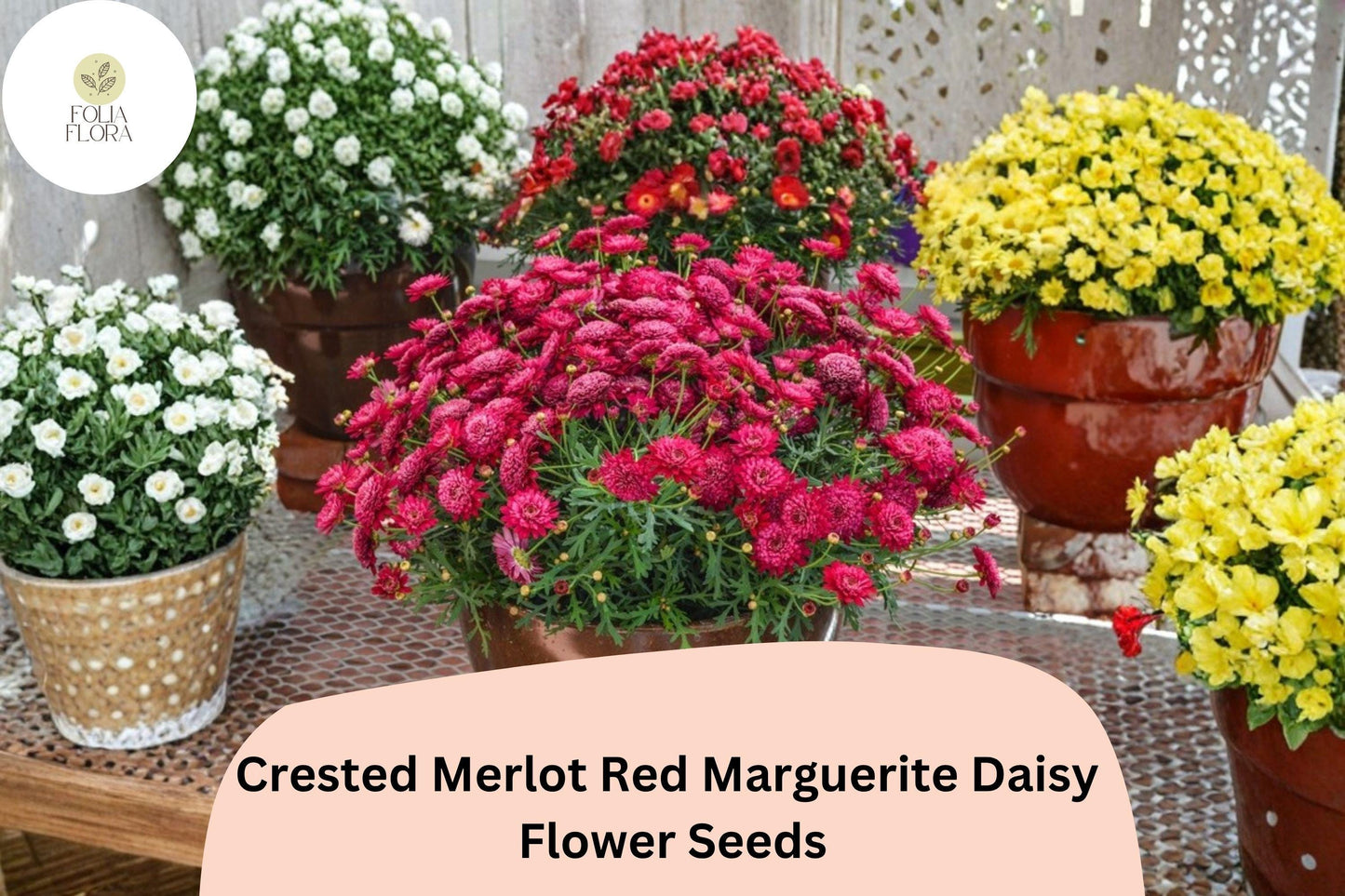 200+ Crested Merlot Red Marguerite Daisy Seeds | Argyranthemum frutescens | Deep Red Annual Garden Flowers