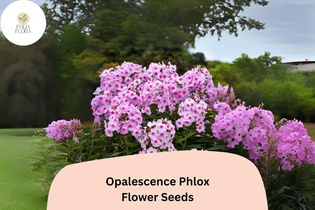 100+ Opalescence Phlox Seeds – Soft Pink & White Perennial Garden Flowers, Phlox paniculata