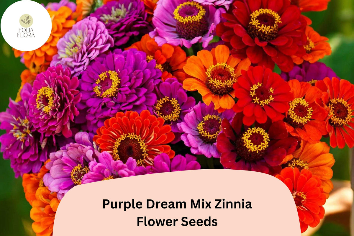 Zinnia Seeds - 100+ Purple Dream Mix - Violet Bloom Cut Flowers - Zinnia elegans - Attracts Butterflies & Pollinators