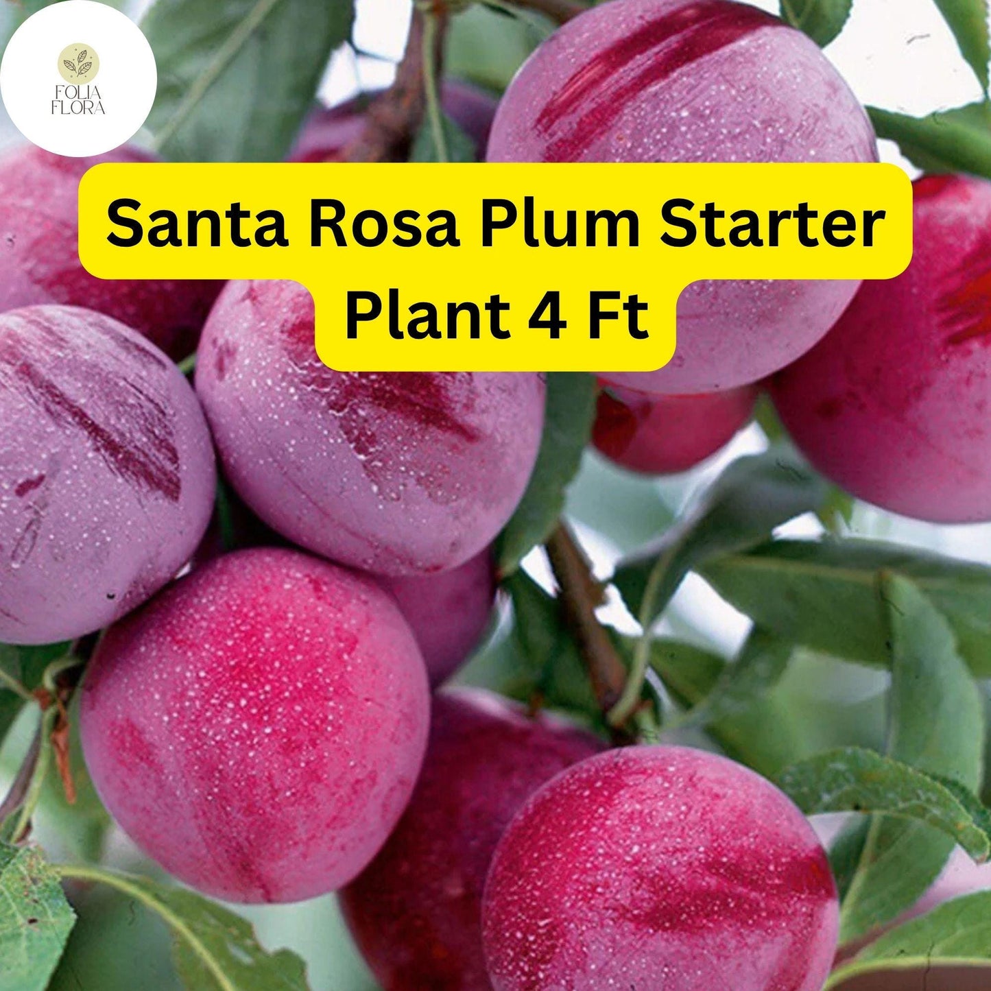 Santa Rosa Plum Tree - 4ft Tall Live Fruit Tree with Sweet-Tart Plums, Self-Pollinating
