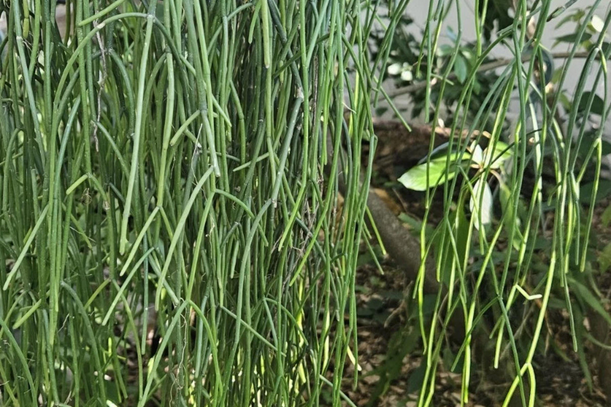 Rhipsalis Cuttings 5" Jungle Cactus Rhipsalis cassutha Epiphytic Succulent Unrooted for Hanging Baskets Indoor Plants
