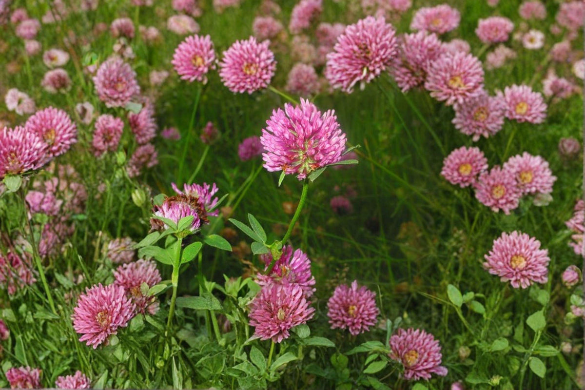 Red Clover Seeds | 100 Count | Nitrogen Fixing Cover Crop | Trifolium pratense | Pollinator Friendly Garden Plant