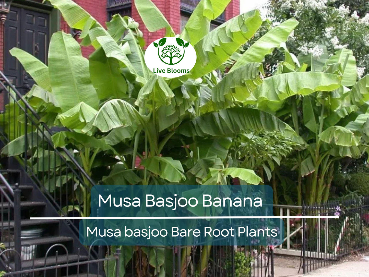 Musa Basjoo Banana Live Starter Plug – Cold Hardy Tropical Plant for Zones 5-11