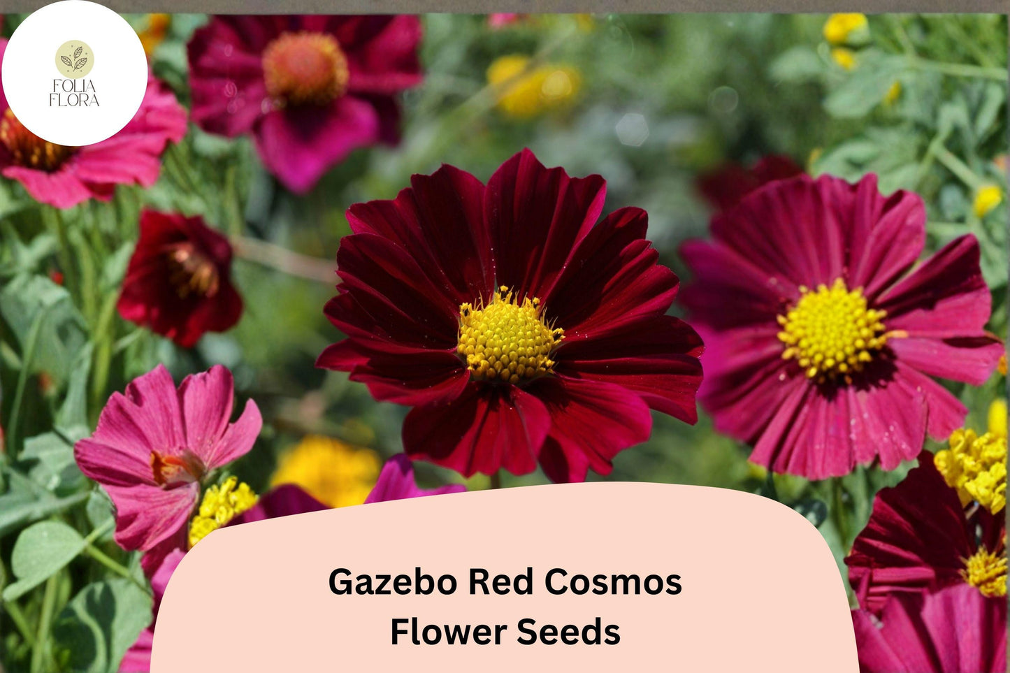 200+ Gazebo Red Cosmos Seeds | Bright Scarlet Cosmos Bipinnatus for Garden & Cut Flowers