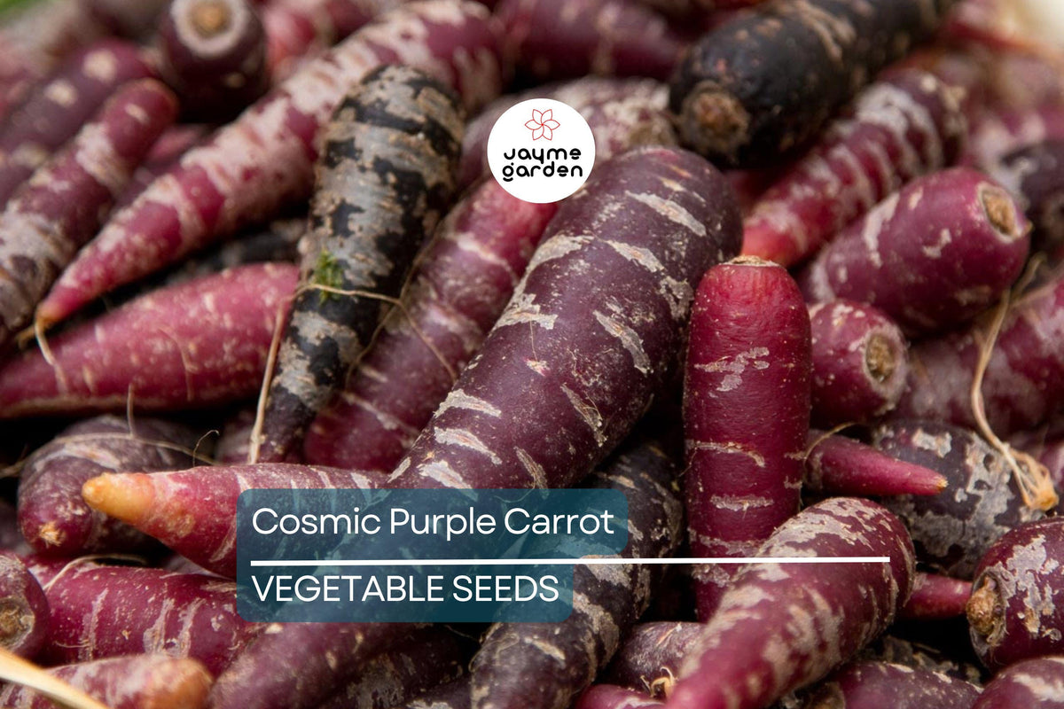 1,000 Cosmic Purple Carrot Seeds β Non-GMO, Open Pollinated, Vibrant Purple Roots, Daucus carota, Great for Microgreens