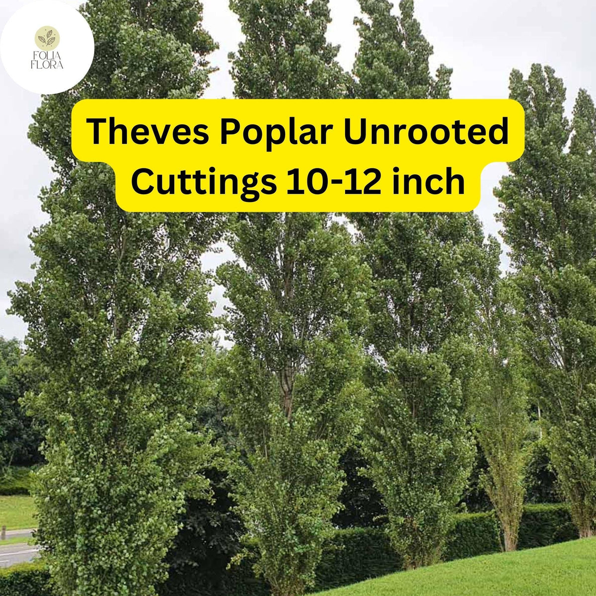 10 Unrooted Cuttings Theves Poplar Green Fast-Growing Privacy Screen Populus nigra ‘Afghanica’ 10-12 Inch Easy-to-Root
