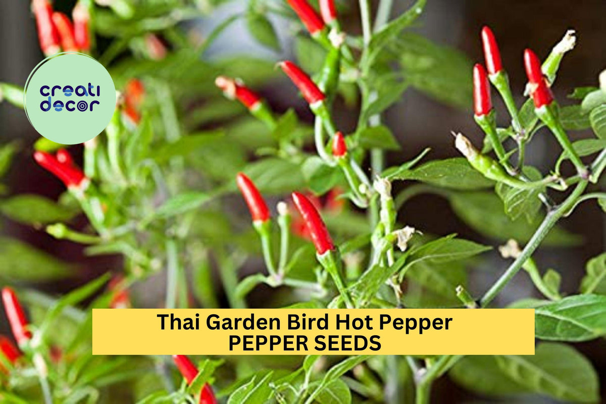 Thai Bird Chili Seeds 3pcs 250mg - Prik Phao Peppers for Gardens & Containers - Capsicum annuum, Spicy & Flavorful