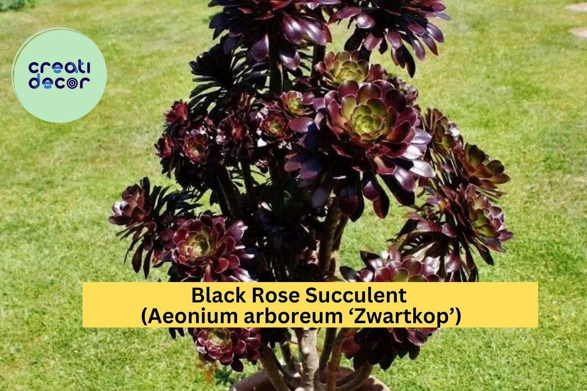 Black Rose Succulent 1.8" Live Bare Root Plant, Dark Purple Rosette, Aeonium arboreum ‘Zwartkop’ for Indoor/Outdoor Garden