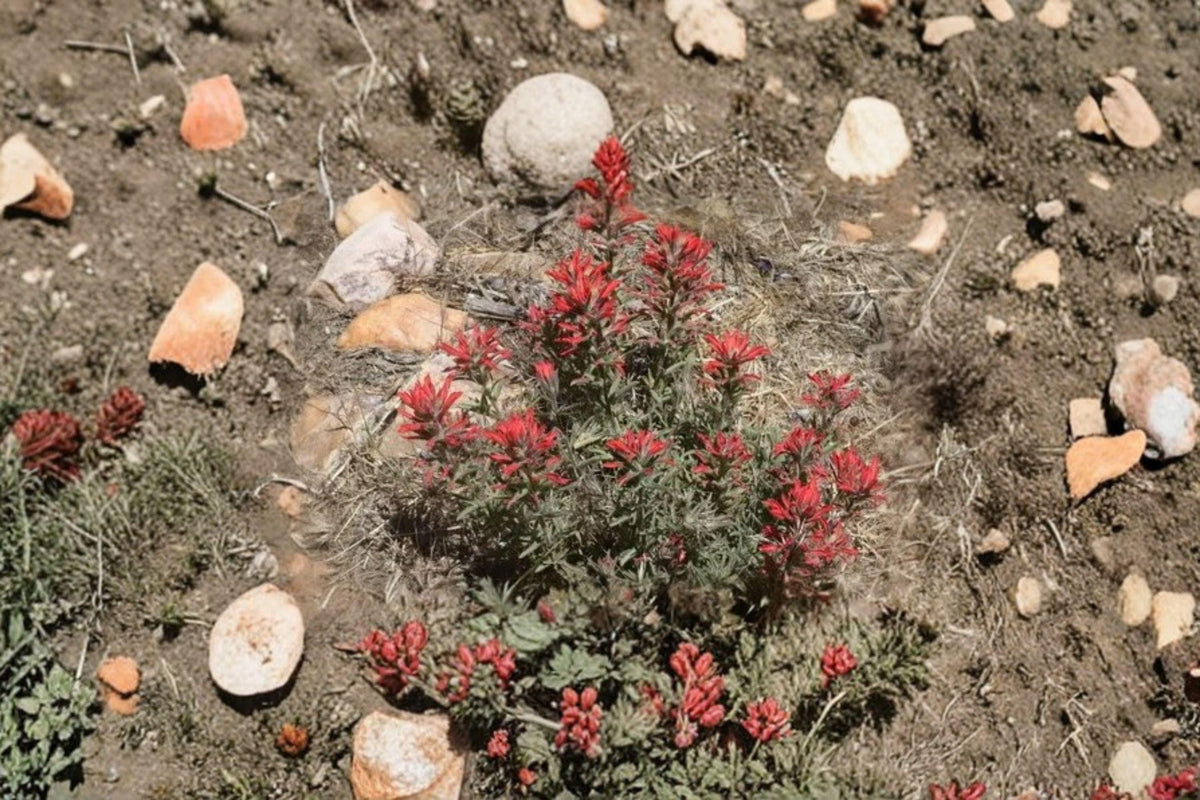 Indian Paintbrush Seeds - 300 Native Prairie Wildflower Seeds - Castilleja angustifolia var. dubia - Bright Red to Orange Blooms