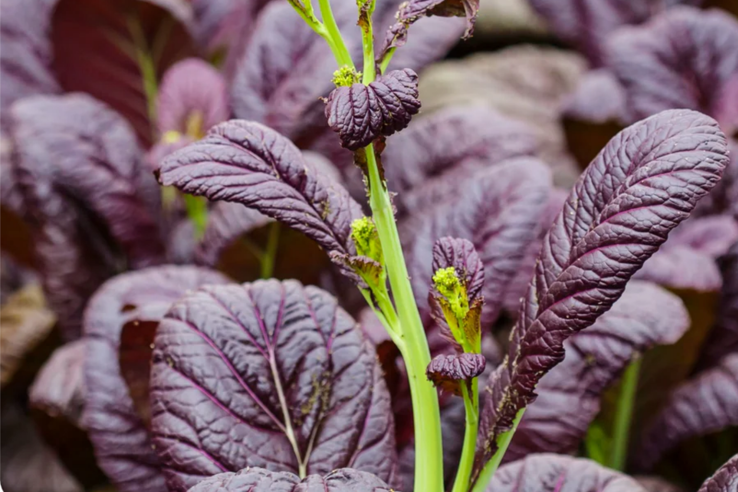 Mixed Greens Seeds | Mesclun Mix with Arugula, Kale, Mizuna, Mustard & Tatsoi