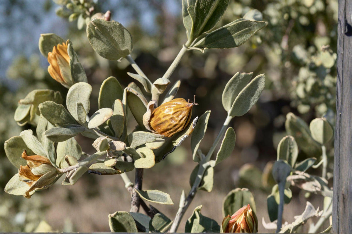 Jojoba Seeds - 5 Pack - Drought Tolerant Evergreen Shrub - Simmondsia chinensis - Ideal for Xeriscaping & Desert Gardens
