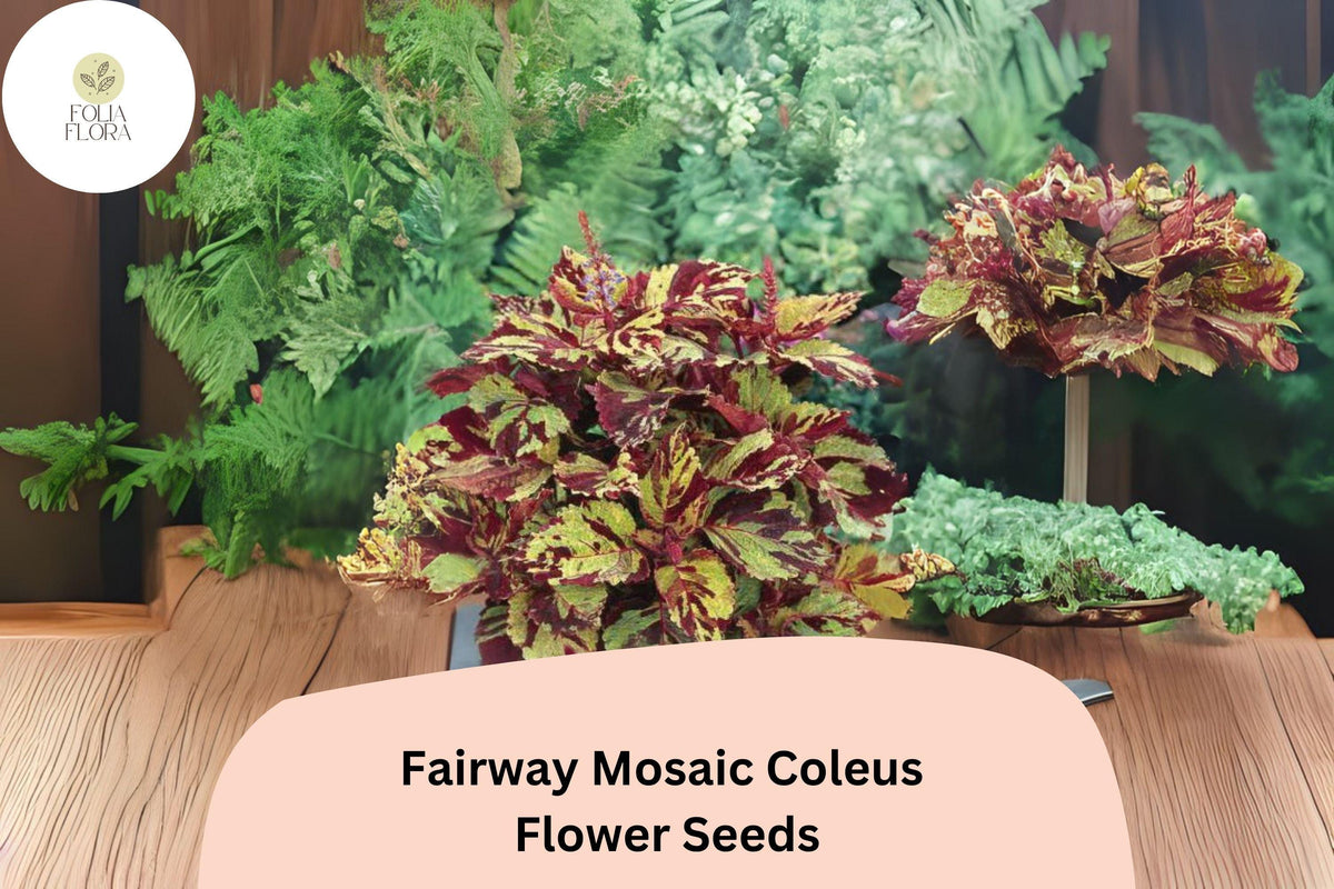 25+ Fairway Mosaic Coleus Seeds | Colorful Shade-Loving Annual for Garden Beds & Containers