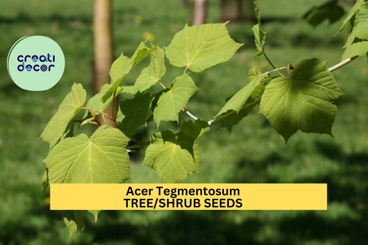 Manchurian Maple Seeds - 30 Seeds Total - Acer tegmentosum - Striped Bark Tree with Yellow Fall Foliage for Planting