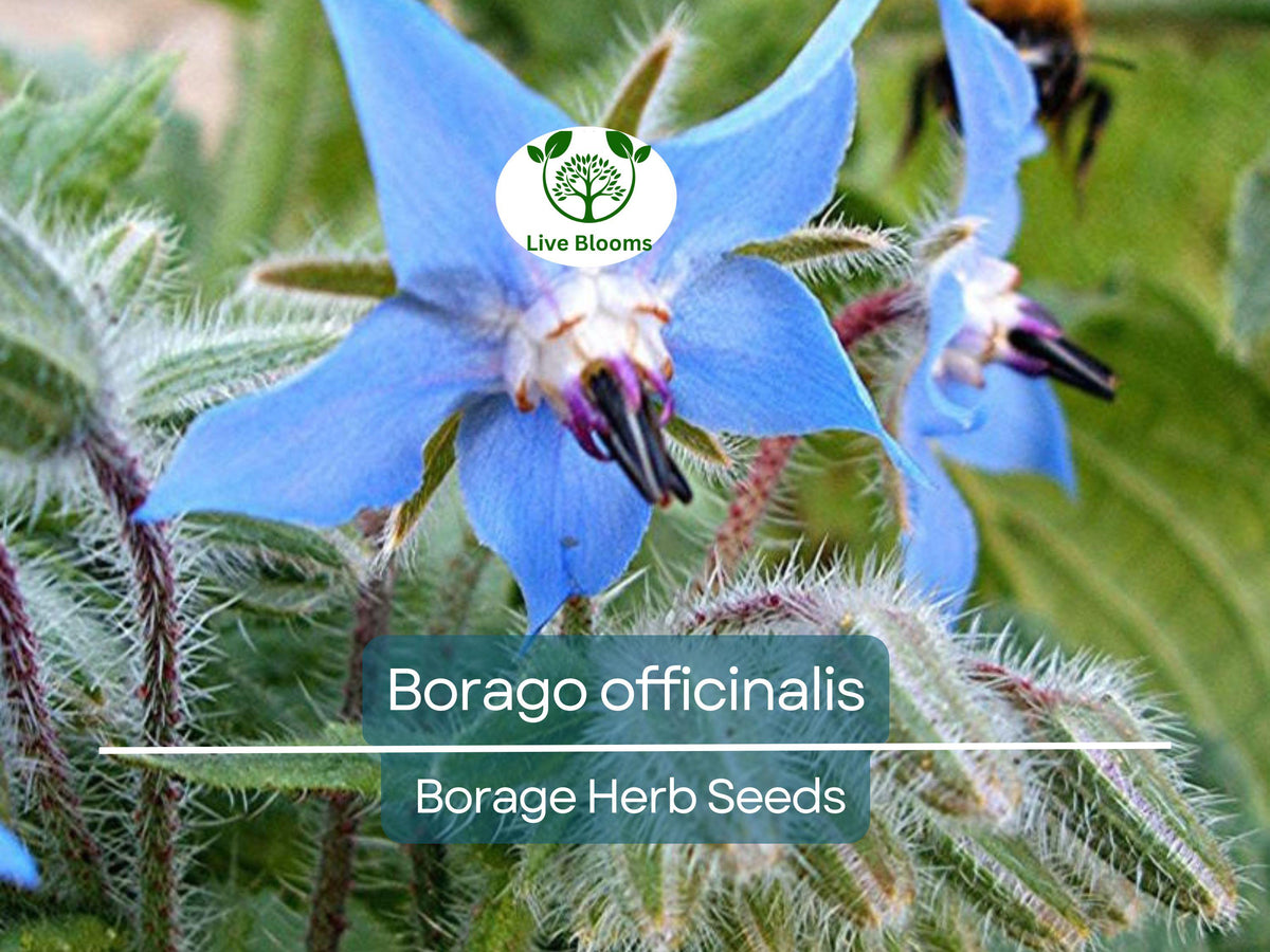 Borage Seeds 1 Gram - Edible Blue Flowers, Pollinator Friendly Herb - Borago officinalis