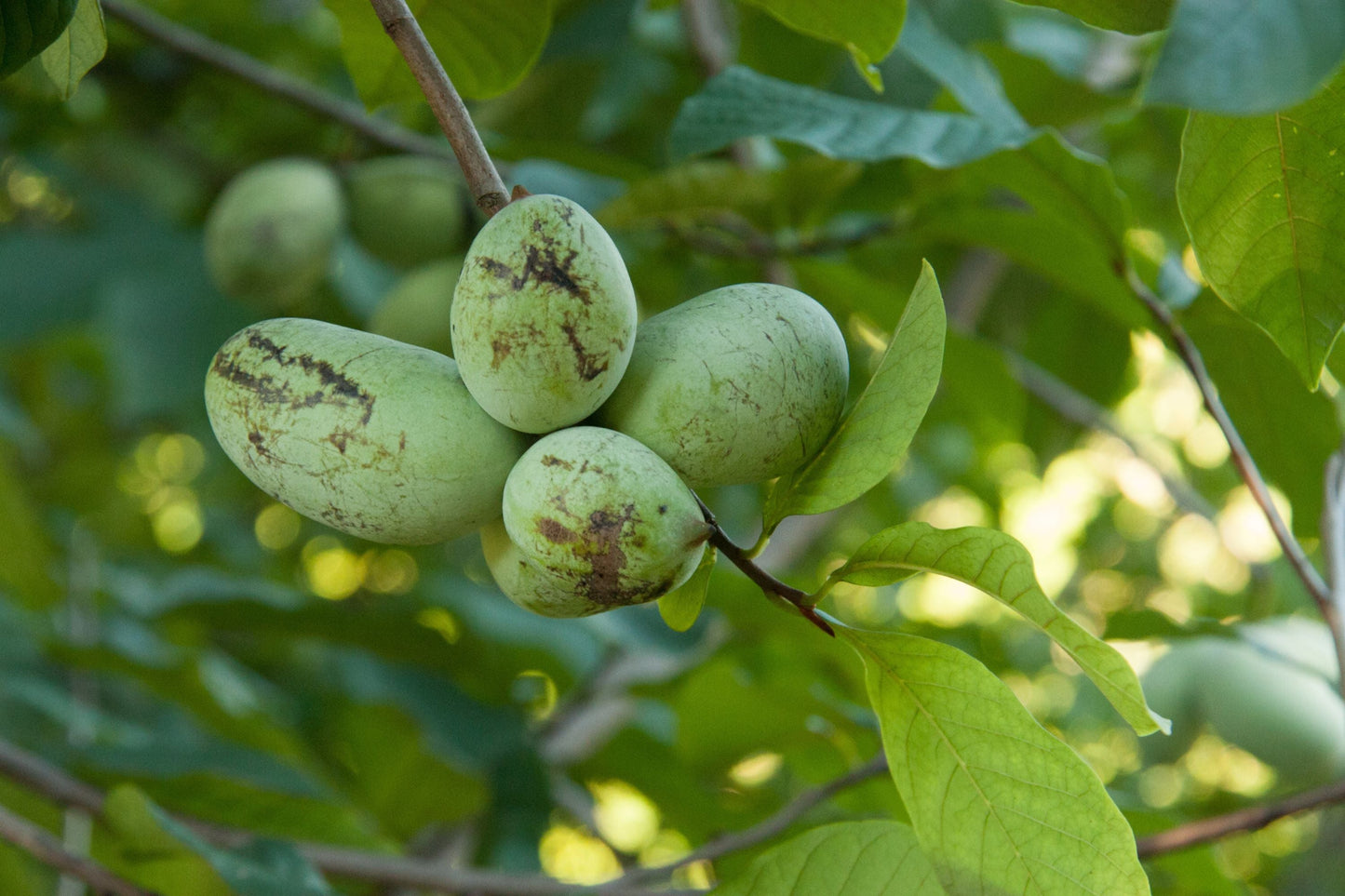 Paw Paw Tree Seeds | 5 Fresh Stratified Asimina Triloba Fruit & Purple Blossoms | Ready to Plant