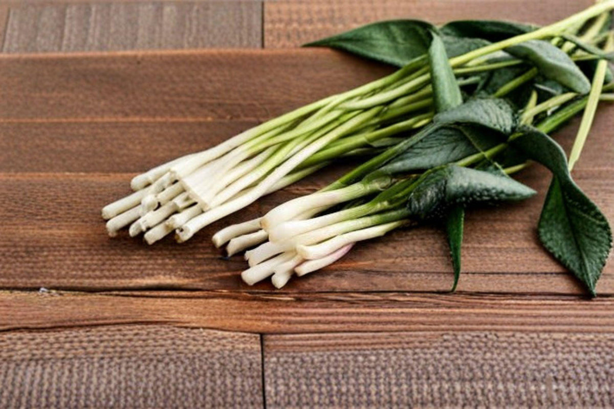 Tokyo Long Bunching Onion Seeds - 250 Non-Bulbing Seeds, Japanese Green Onion, Fast Growing Allium fistulosum