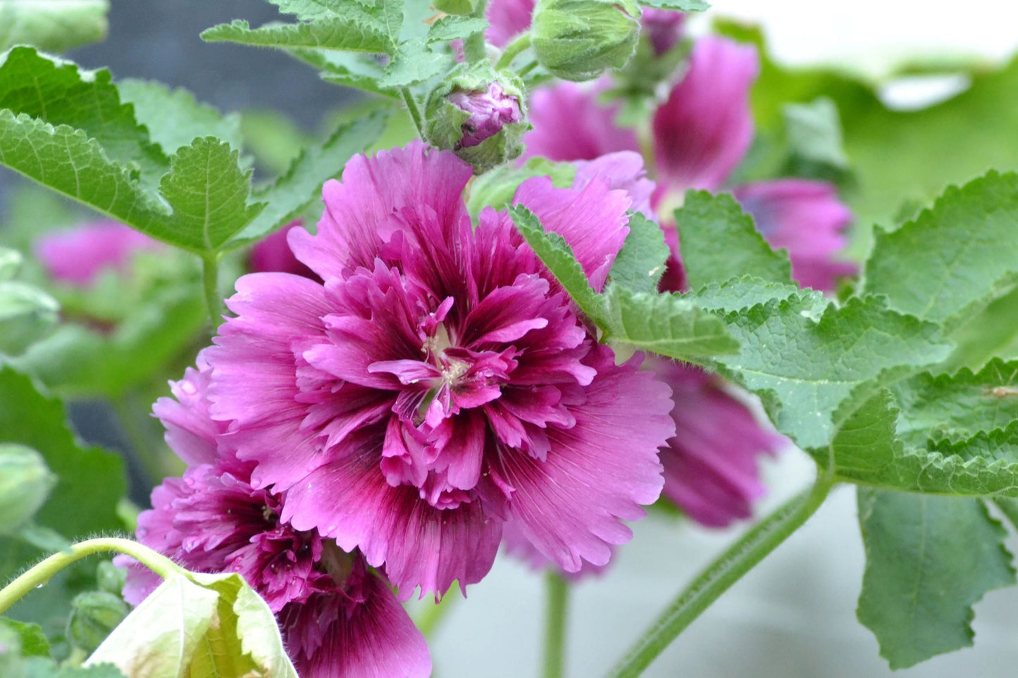 Queeny Purple Hollyhock Seeds | Magenta Blooms | Attracts Pollinators | Non-GMO | Biennial Flowers | Cottage Garden Plants