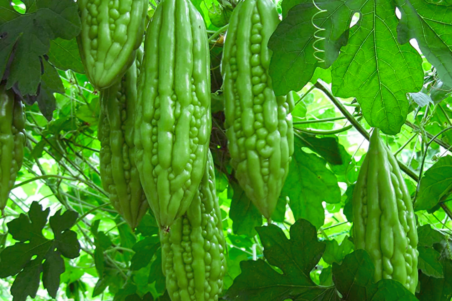White Skin Long Bitter Gourd Seeds - Karella, KuGua, Foo Qua | Momordica charantia
