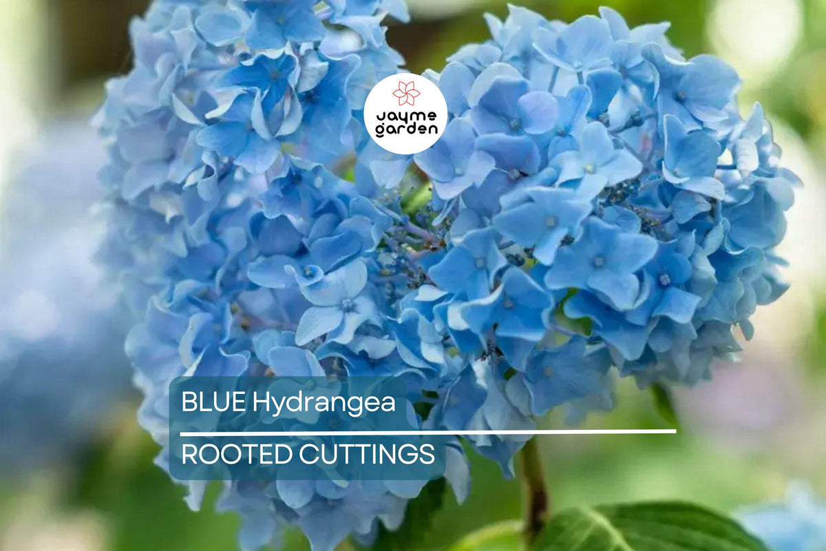 Blue Hydrangea Cuttings | 3-5” Live Plants | Gorgeous Blue Blooms | Hydrangea macrophylla | Easy Care Flowering Shrub