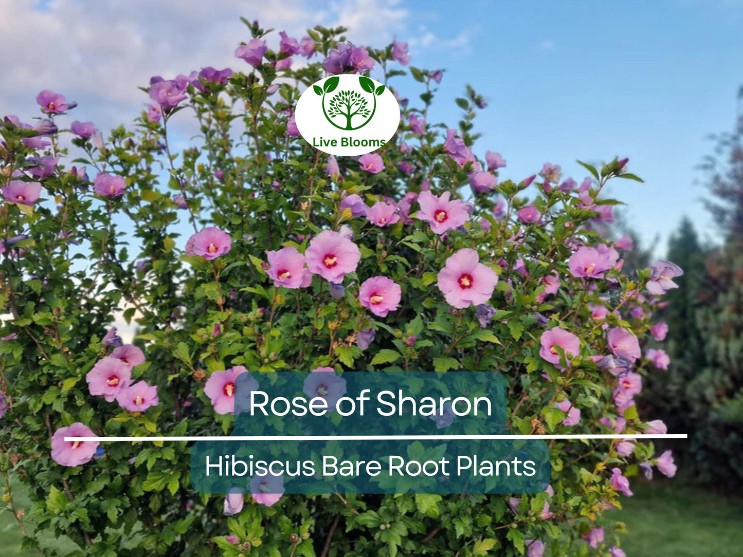 6 Rose of Sharon Plants – Bare Root Hibiscus Syriacus Seedlings – Hardy Flowering Shrubs for Summer Blooms