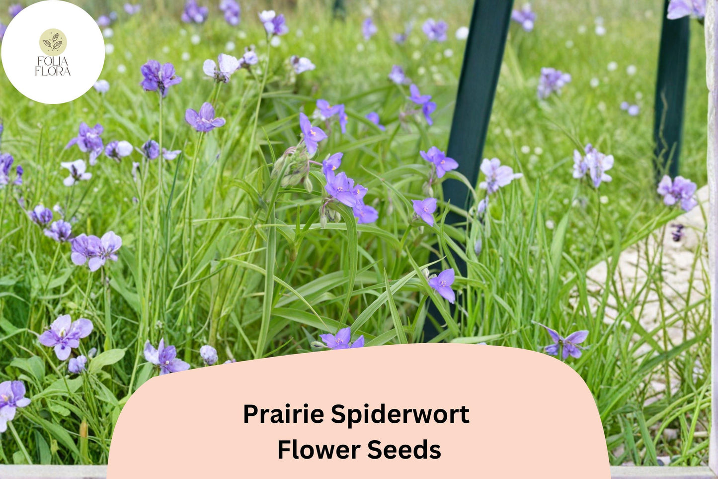 150 Tradescantia bracteata Seeds | Prairie Spiderwort Violet-Purple Native Wildflower for Pollinators