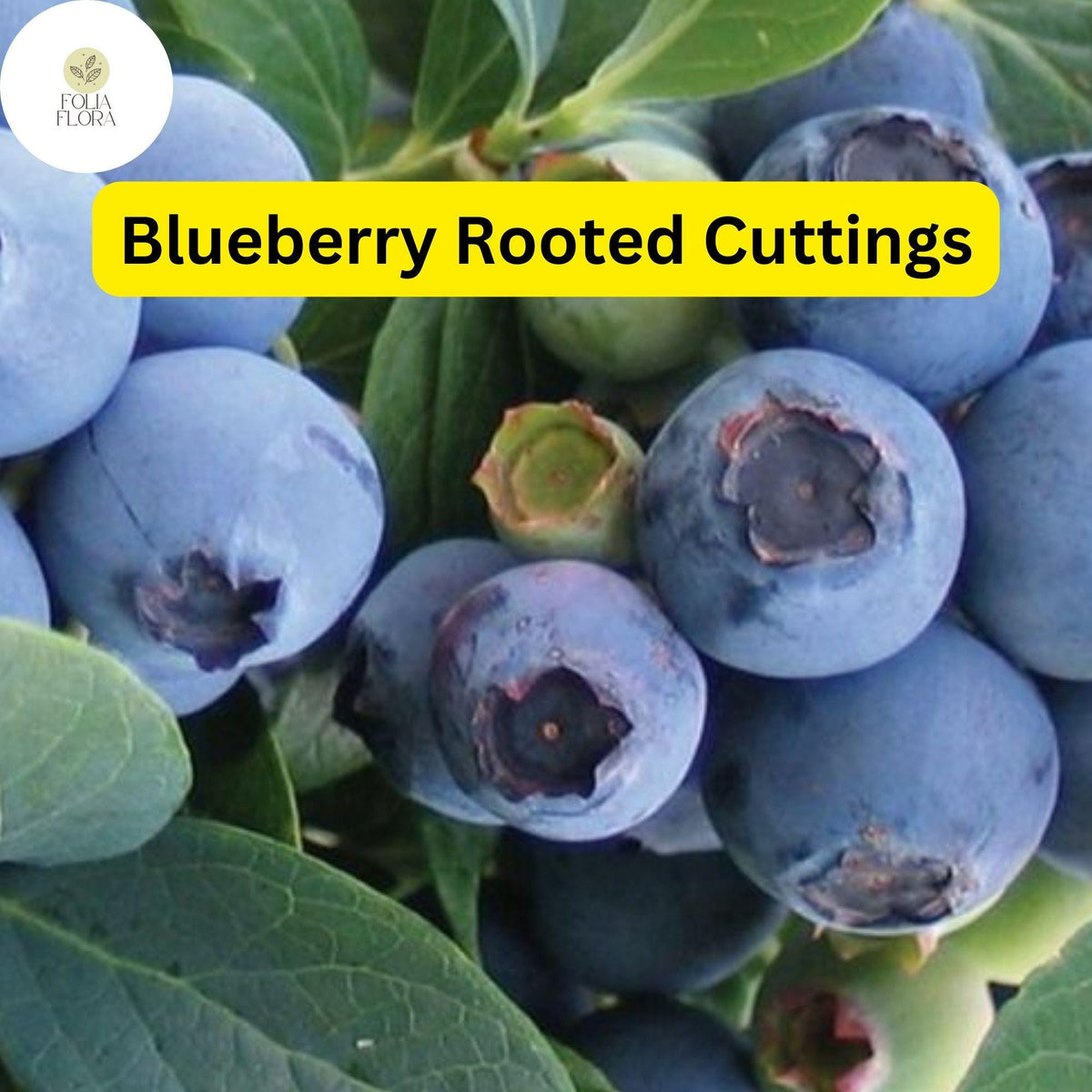 Blueberry Plant Starter - Live Bare Root Cutting - Easy to Grow Fruit Bush - Vaccinium spp. - Edible Landscaping, Container Gardening