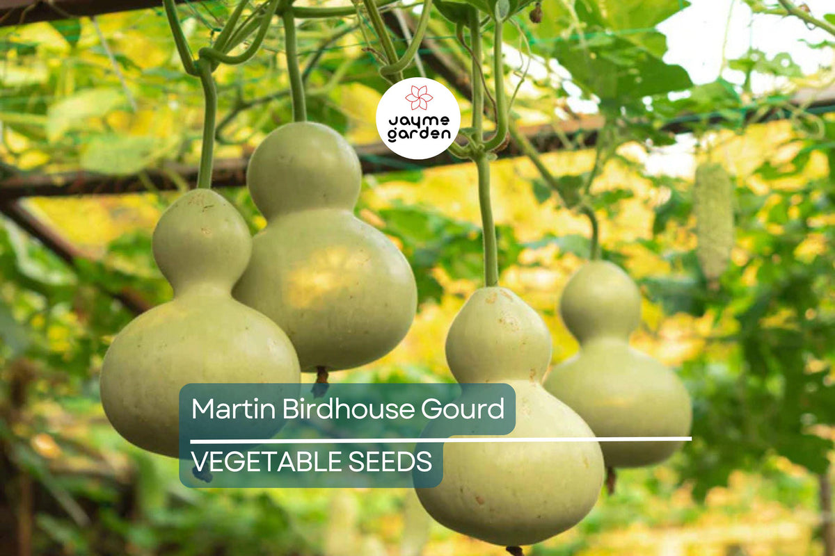 50 Martin Birdhouse Gourd Seeds - Heirloom Non-GMO Crafting Gourds - Lagenaria siceraria - Full Sun Garden Planting