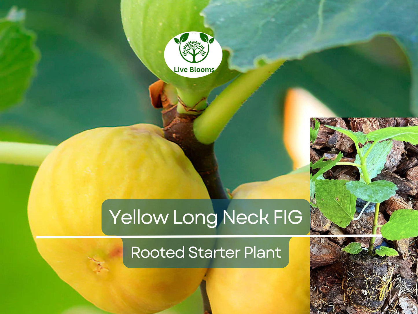 Rooted Yellow Long Neck Fig Plant (Ficus auriculata) - Rare Tropical Fruit Tree for Home Gardens