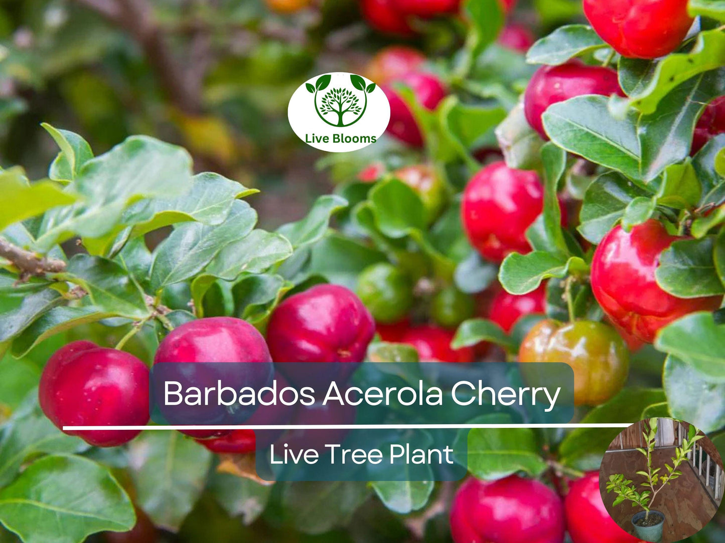 Barbados Acerola Cherry Tree Plant - Fast Growing Tropical Fruit Tree with Edible Vitamin C Rich Cherries