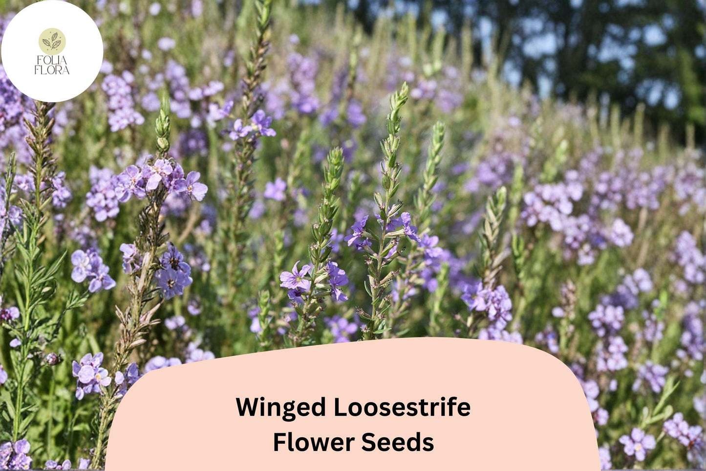 3000 Winged Loosestrife Seeds | Lythrum alatum Native Wildflower with Purple Blooms