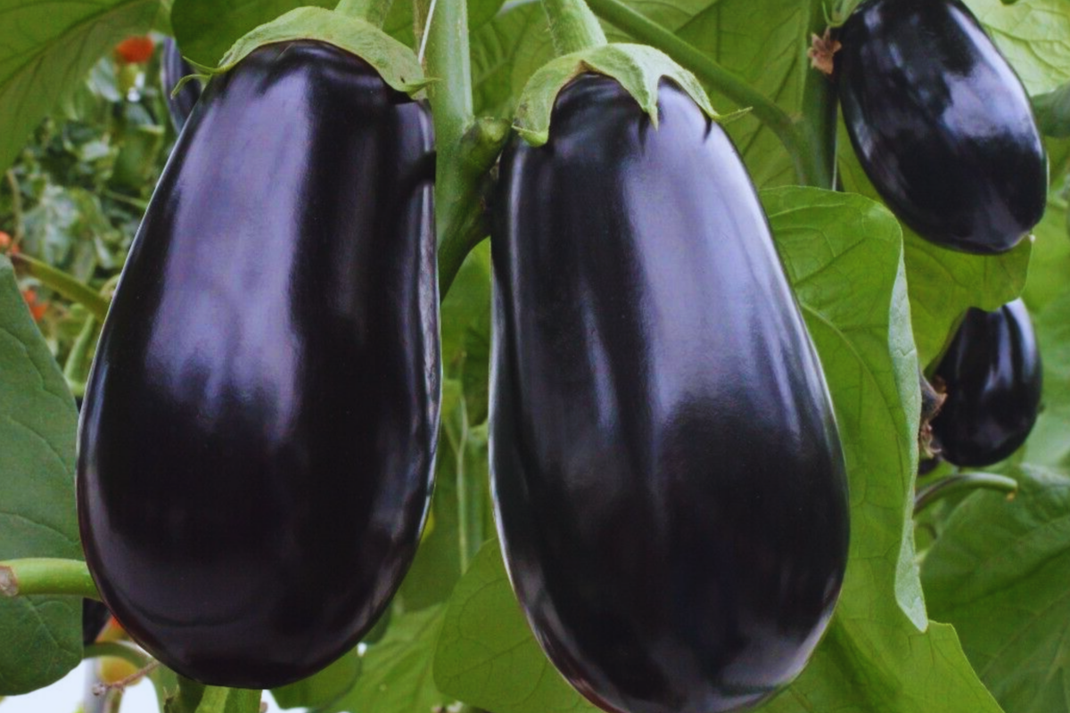 Black Round Eggplant Seeds | Non-GMO Heirloom Vegetable Seeds | Solanum melongena | Compact, Bushy Plant