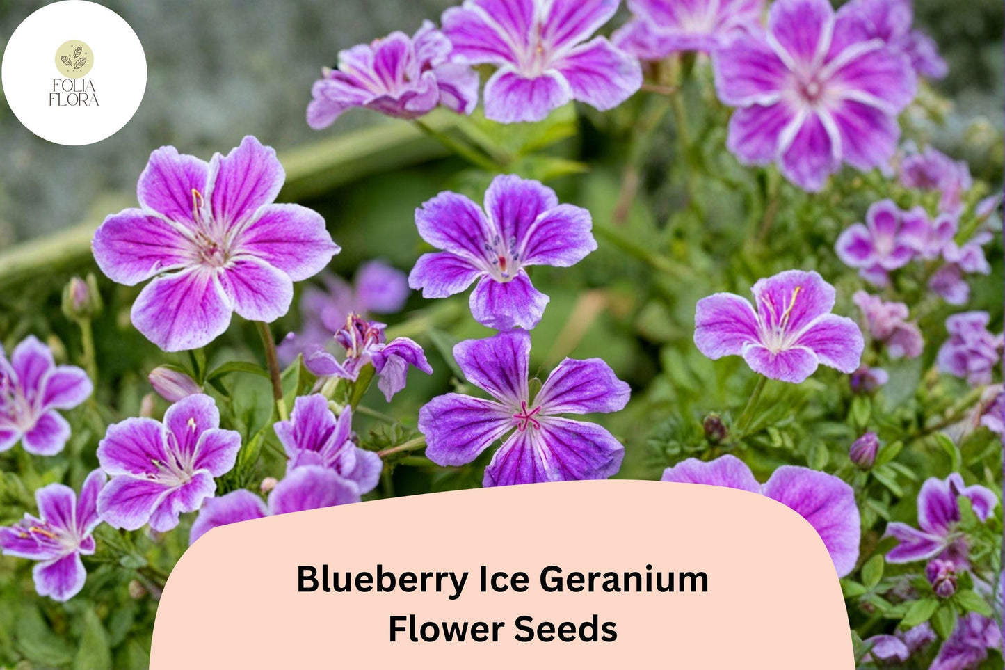 25+ Blueberry Ice Geranium Seeds | Hardy Perennial with Purple & White Blooms