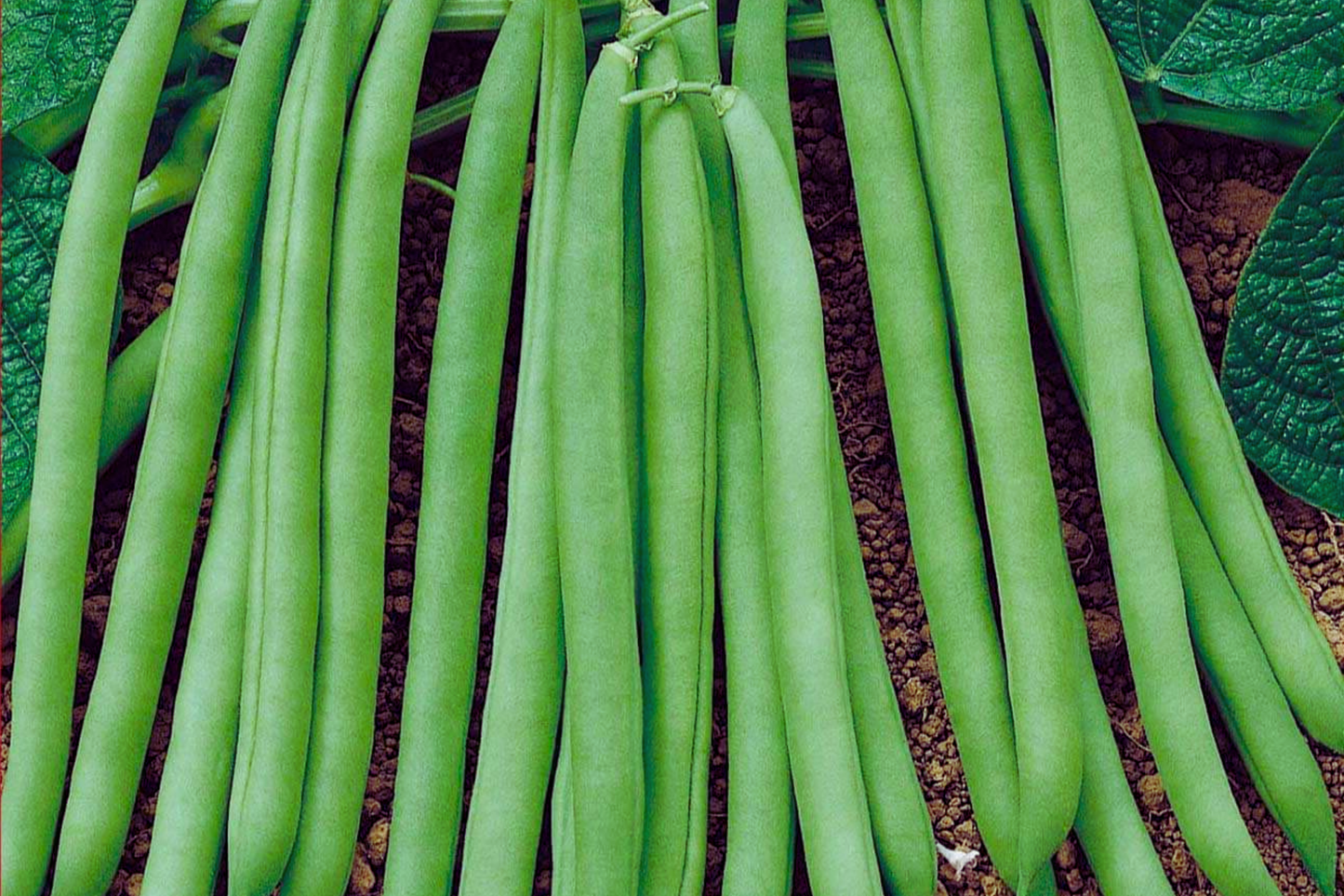 Contender Bush Bean Seeds | Stringless, Early Harvest Phaseolus vulgaris