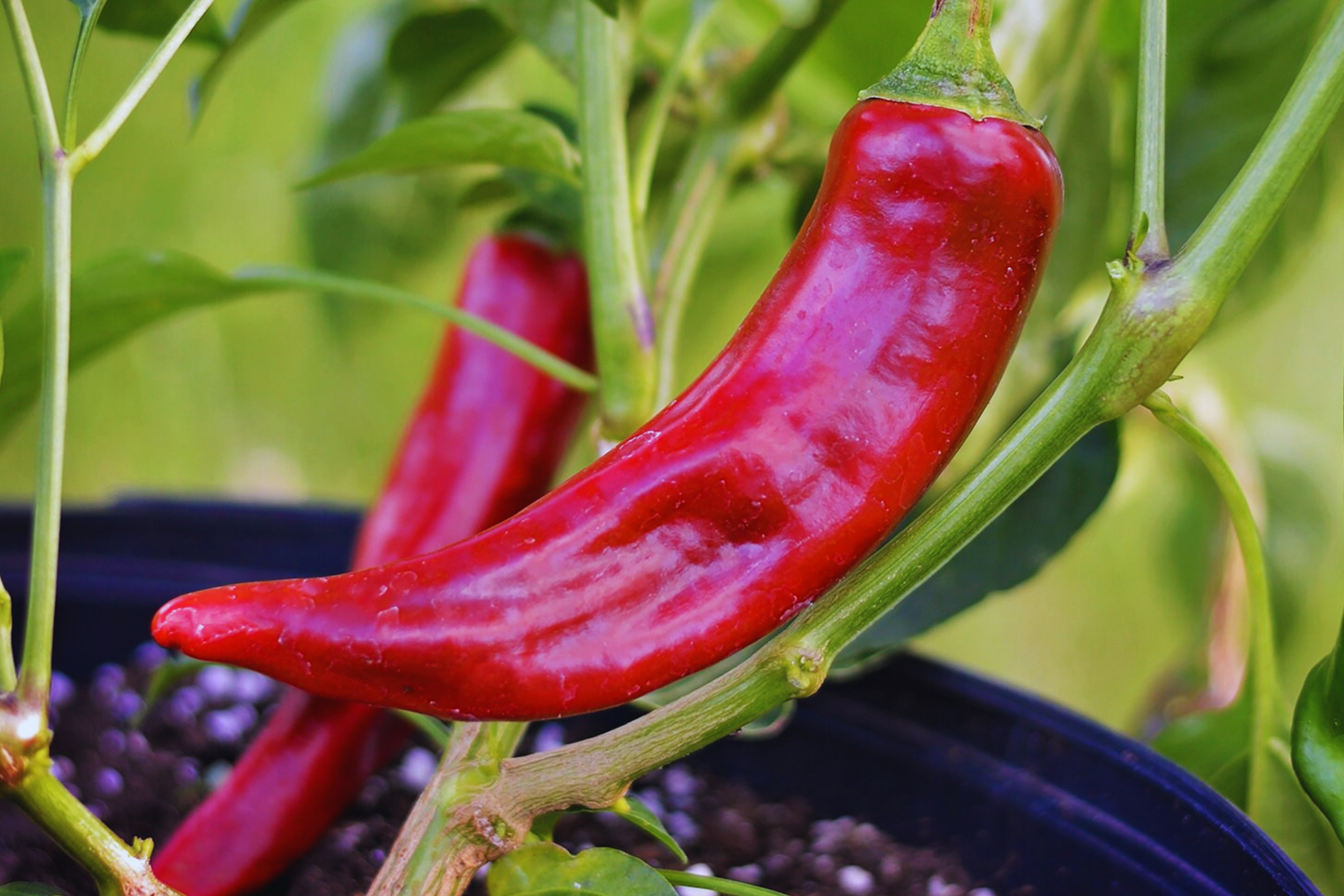 Kung Pao Pepper Seeds | Non-GMO Capsicum annuum | Red Chili & Guajillo Peppers for Cooking & Gardening