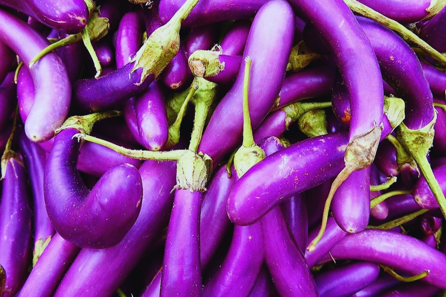 Long Purple Eggplant Seeds - Italian & Chinese Variety - Non-GMO Heirloom Solanum melongena
