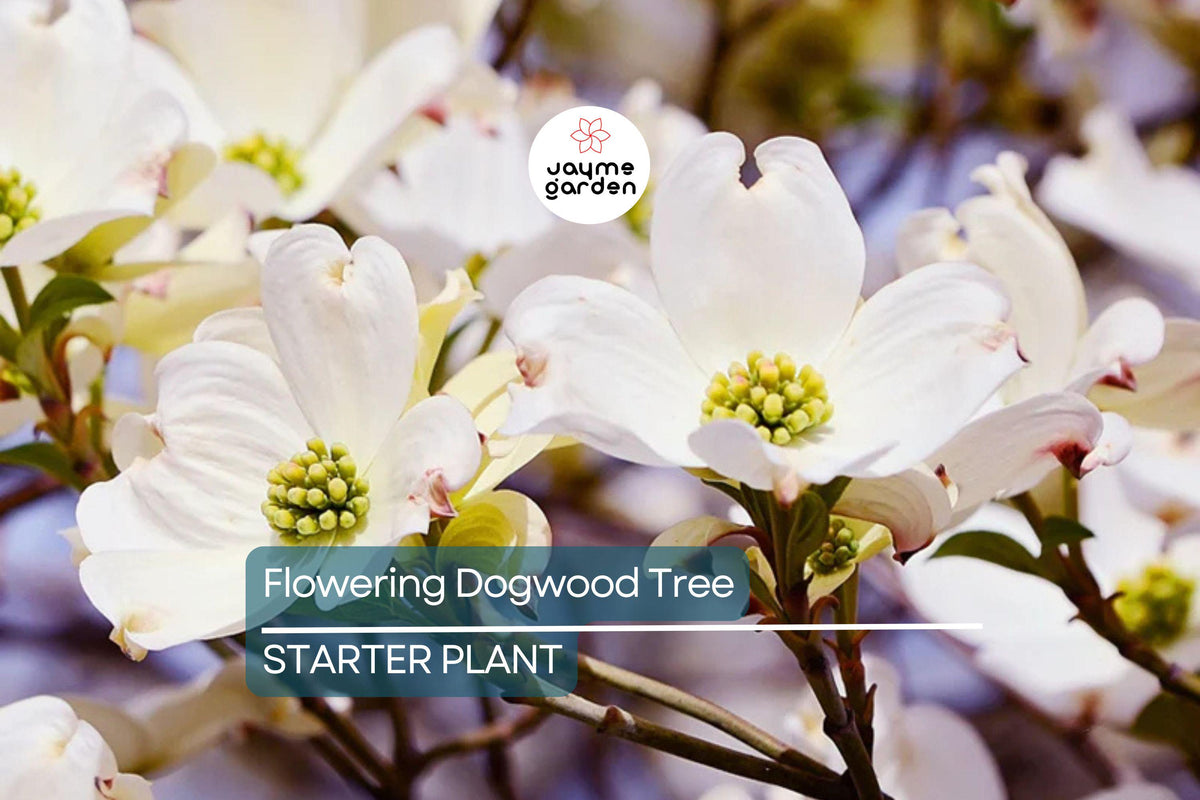 Live Flowering Dogwood Tree Bare Root 2-3 Ft Cornus Florida White Spring Flowers USDA Zones 4-9 Drought Tolerant Landscape Tree