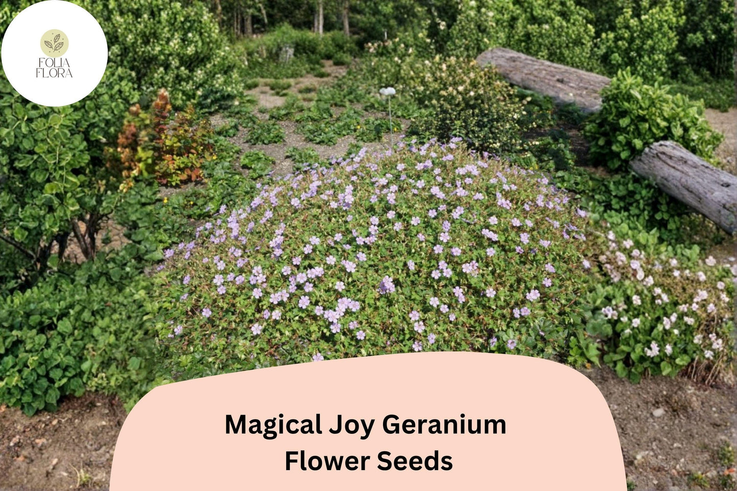 25+ Magical Joy Geranium Seeds – Hardy Perennial with Purple Flowers for Garden Planting