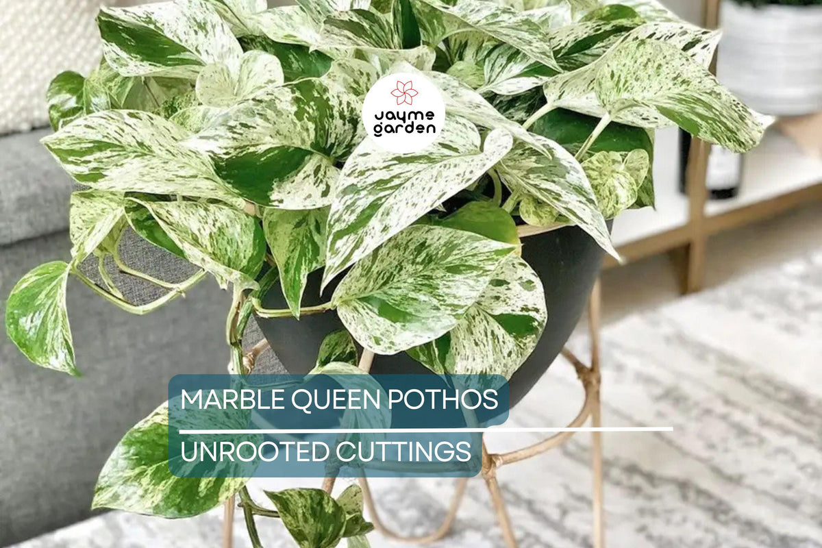 Marble Queen Pothos Cutting - 5 Node Variegated Philodendron - Epipremnum Aureum - Fresh USA Seller for Easy Indoor Propagation