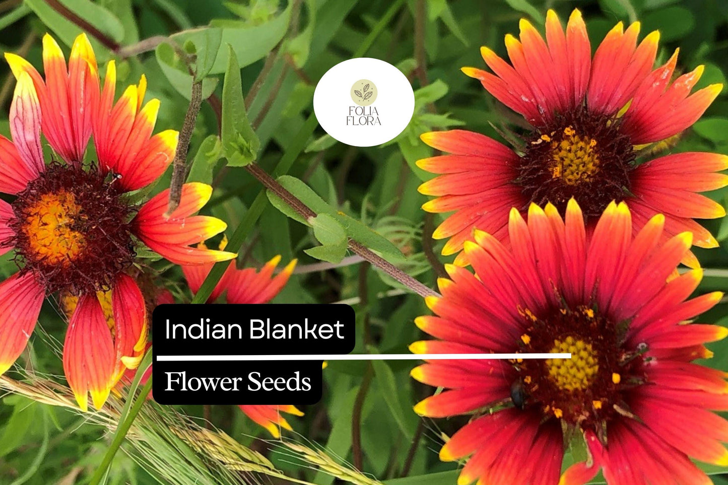 Indian Blanket Seeds (Gaillardia pulchella) - 25 Seeds of Colorful, Drought-Tolerant Wildflower for Pollinators