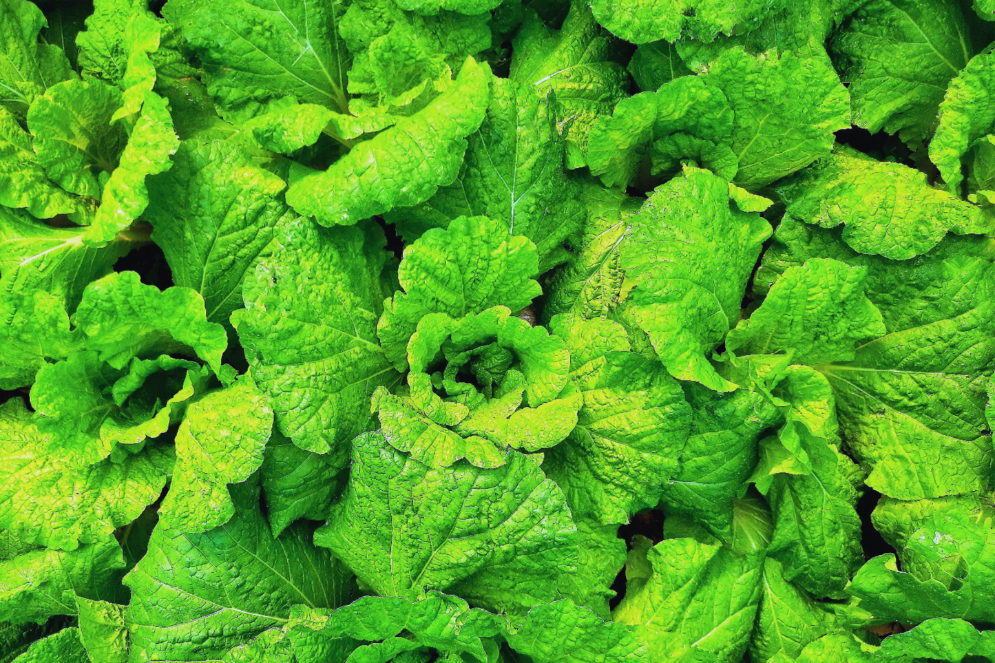 Prizehead Leaf Lettuce Seeds - Non-GMO, Loose-Leaf, Lactuca sativa for Fresh Greens & Salads