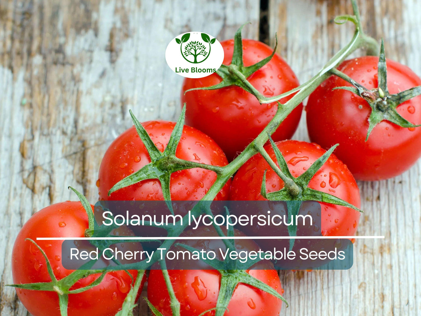 100 mg Red Cherry Tomato Seeds - Sweet, Juicy Heirloom Solanum lycopersicum for Home Gardens