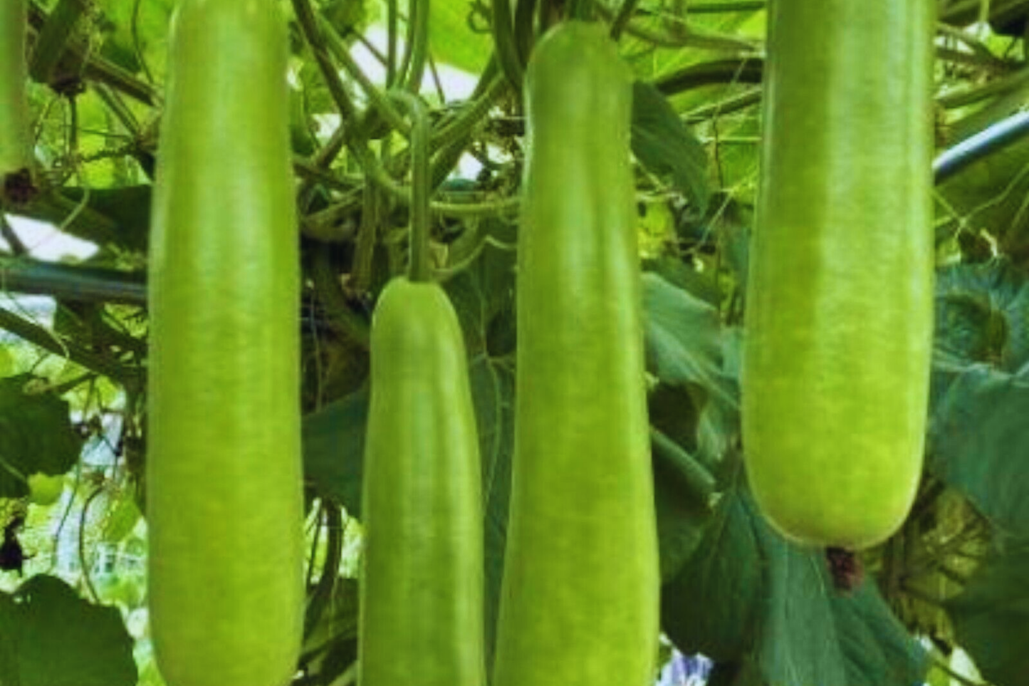 Wax Gourd Seeds Non-GMO | Winter Melon Mokwa Hairy Melon