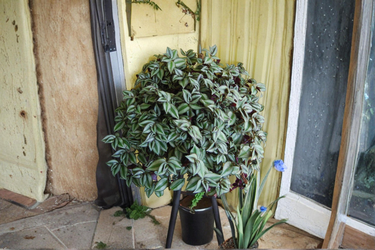 Tradescantia Zebrina Cuttings - Violet Hill Trailing Houseplant - 3 Live Clippings - Purple Silver Foliage - Wandering Jew