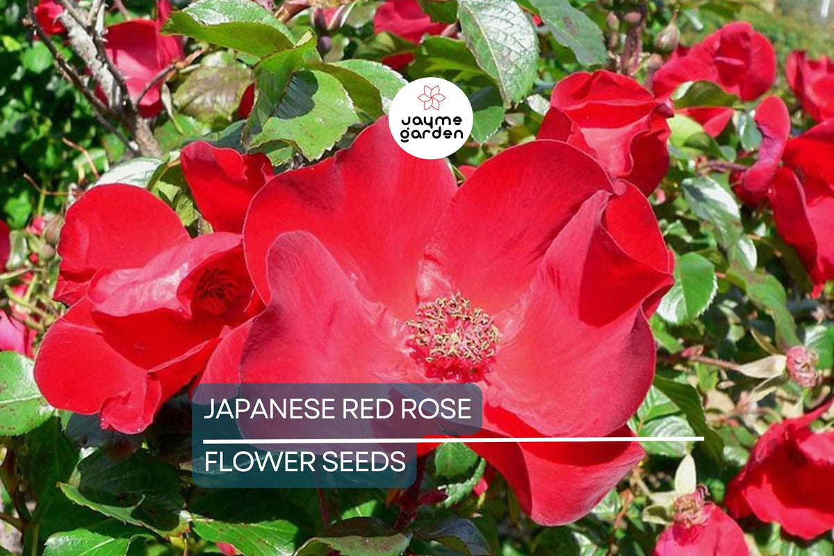 Japanese Red Rose Seeds - 20 Rosa rugosa "Rubra" - Hardy Fragrant Bush, Edible Hips, Pollinator-Friendly, Zones 3-10
