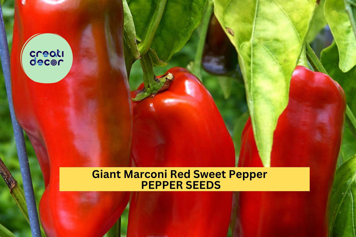 Giant Marconi Sweet Pepper Seeds - 3pcs 250mg - Capsicum annuum - Large Red Italian Peppers for Grilling, Roasting & Home Gardens