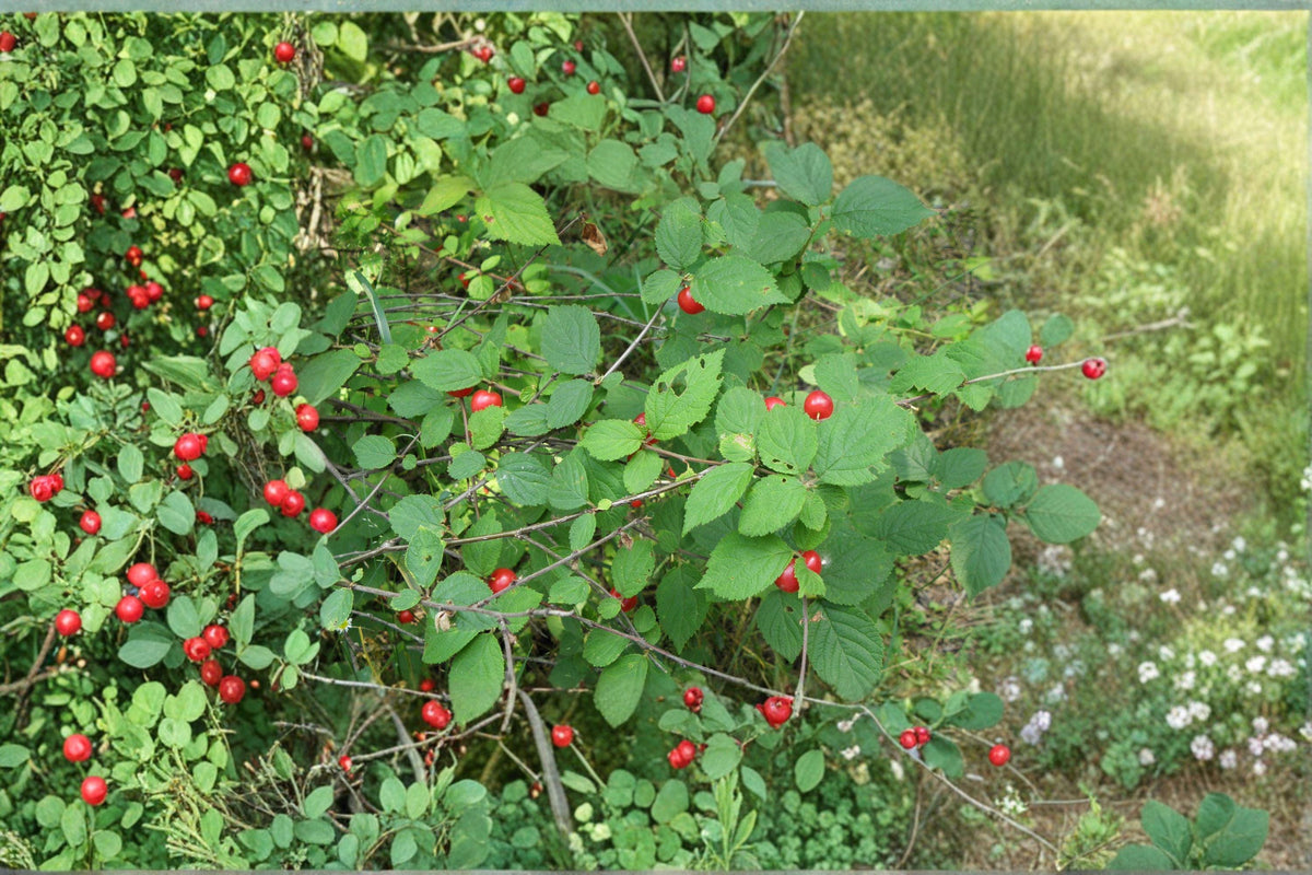 Nanking Cherry Seeds | 10 Pack | Prunus tomentosa | Hardy Fruiting Shrub | Early Spring Blooms | Sweet-Tart Red Cherries